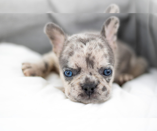 Medium Photo #1  Breeder Profile in ORLANDO, FL, USA