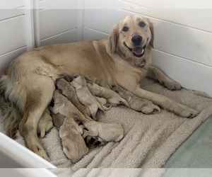 Golden Retriever Dog Breeder near WIMAUMA, FL, USA