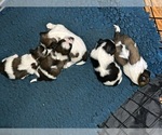 Small #9 Breeder Profile image