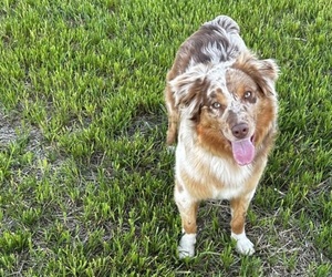 Australian Shepherd Dog Breeder near RUSSELL SPRINGS, KY, USA