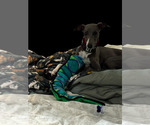 Small #2 Breeder Profile image