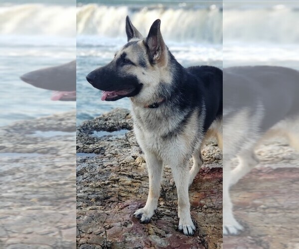 Medium Photo #1  Breeder Profile in JOPLIN, MO, USA