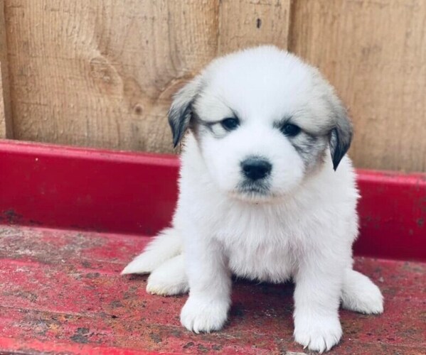 Medium Photo #1  Breeder Profile in MERRIFIELD, NY, USA