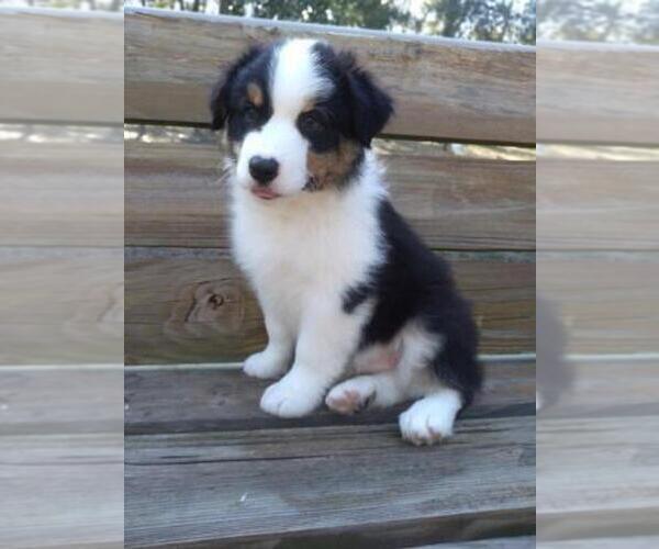 Medium Photo #1  Breeder Profile in BROOKSVILLE, FL, USA