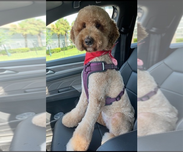 Medium Photo #1  Breeder Profile in GIBSONTON, FL, USA