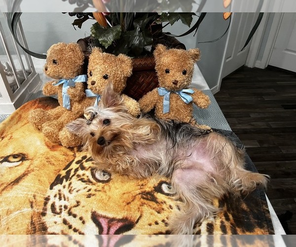 Medium Photo #29  Breeder Profile in TEMPE, AZ, USA