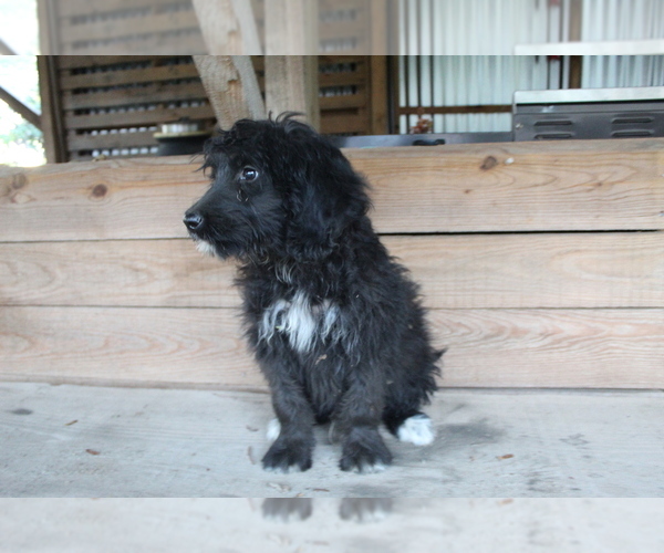 View Breeder Profile: Bernese Mountain Dog-Goldendoodle Mix Dog Breeder