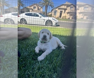 Golden Labrador Dog Breeder near DISCOVERY BAY, CA, USA