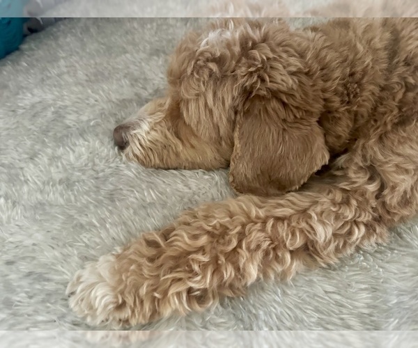 Medium Photo #18  Breeder Profile in BAKERSFIELD, CA, USA