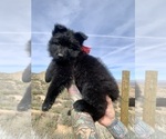 Small #136 Breeder Profile image
