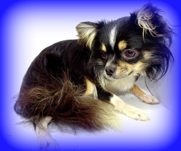 Medium Photo #5  Breeder Profile in SALINA, KS, USA