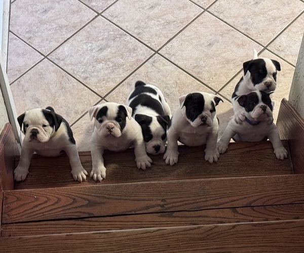 Medium Photo #1  Breeder Profile in ROANOKE, VA, USA