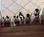Small breeder photo