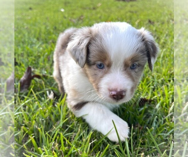 Medium Photo #1  Breeder Profile in MONTICELLO, SC, USA