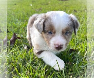 Miniature Australian Shepherd Dog Breeder near MONTICELLO, SC, USA