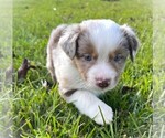 Small breeder photo