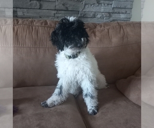 Poodle (Miniature) Dog Breeder near STATESVILLE, NC, USA