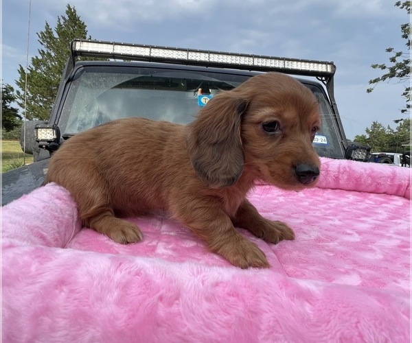Medium Photo #1  Breeder Profile in DENISON, TX, USA