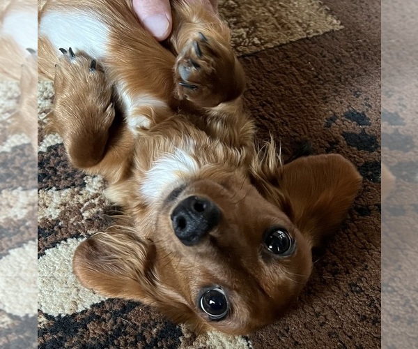 Medium Photo #7  Breeder Profile in FOUNTAIN, CO, USA