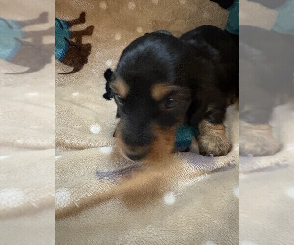 Medium Photo #3  Breeder Profile in BLAIRSVILLE, PA, USA