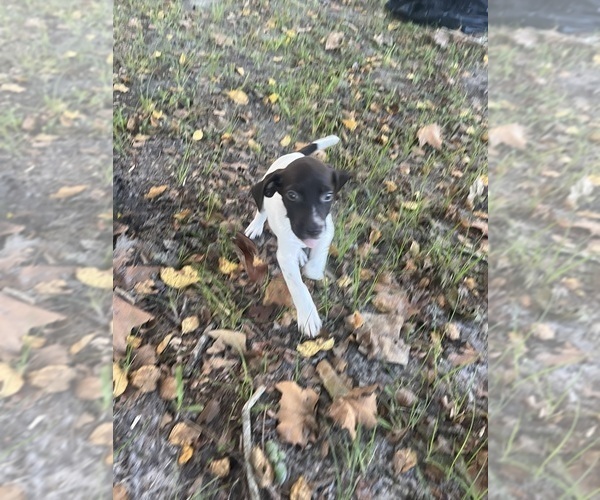 Medium Photo #1  Breeder Profile in JACKSONVILLE, FL, USA