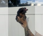 Small #11 Breeder Profile image
