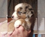 Small #33 Breeder Profile image