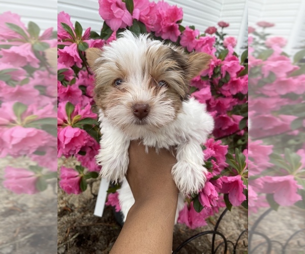 Medium Photo #1  Breeder Profile in FAYETTEVILLE, NC, USA