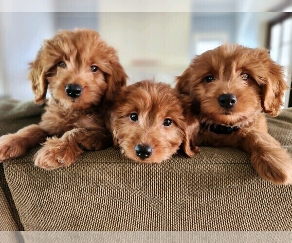 Medium Photo #27  Breeder Profile in GRAND RAPIDS, MI, USA