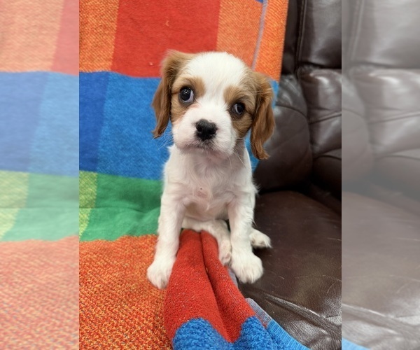 Medium Photo #2  Breeder Profile in BELLFLOWER, CA, USA