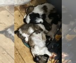 Small #12 Breeder Profile image