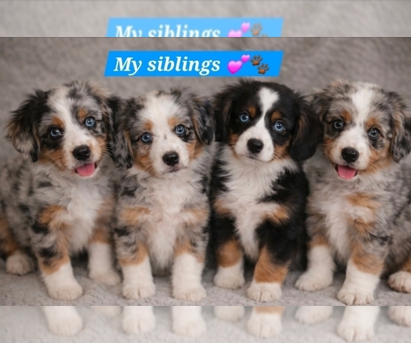 Medium Photo #29  Breeder Profile in DECATUR, IL, USA