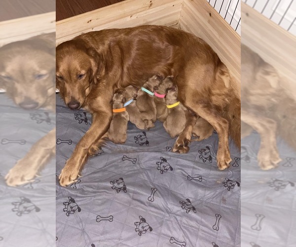 Medium Photo #1  Breeder Profile in BYRON, GA, USA