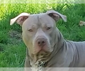 American Pit Bull Terrier Dog Breeder near BUFFALO, NY, USA