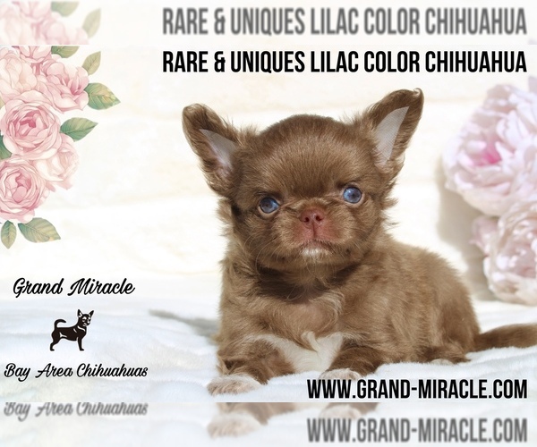 Medium Photo #4  Breeder Profile in SAN JOSE, CA, USA