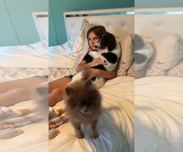 Medium Photo #4  Breeder Profile in YOUNGSTOWN, FL, USA