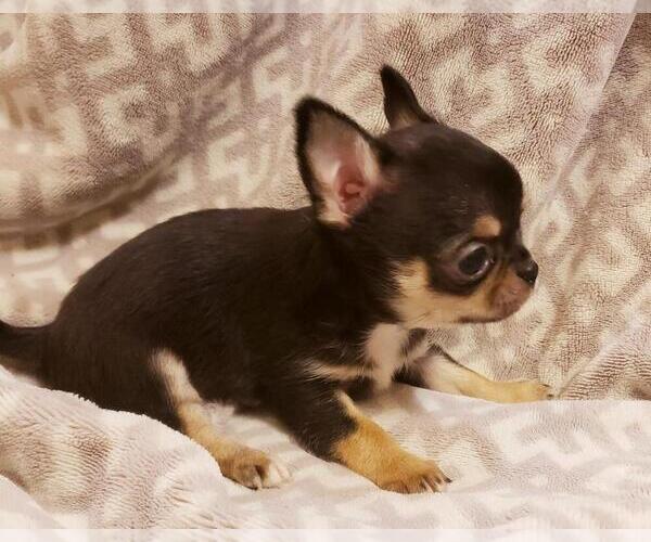 Medium Photo #8  Breeder Profile in POTEAU, OK, USA
