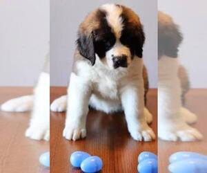 Saint Bernard Dog Breeder near Harrow, Ontario, Canada