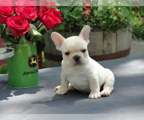 Medium Photo #1  Breeder Profile in SAINT JOSEPH, MO, USA