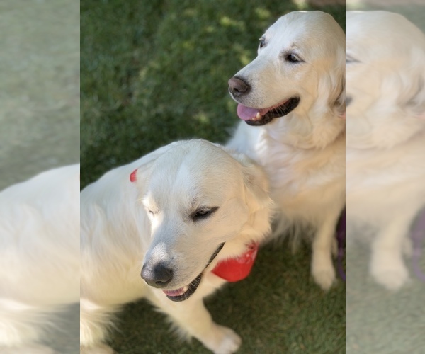 Medium Photo #1  Breeder Profile in PALMDALE, CA, USA