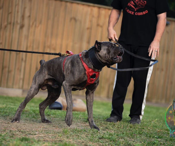 Medium Photo #18  Breeder Profile in DAYTON, TX, USA