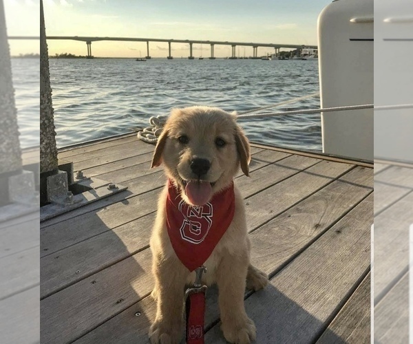 Medium Photo #13  Breeder Profile in STELLA, NC, USA