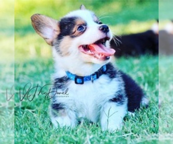 Medium Photo #1  Breeder Profile in OROVILLE, CA, USA