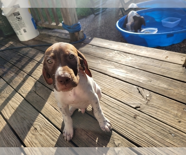 Medium Photo #11  Breeder Profile in FRIENDSWOOD, TX, USA
