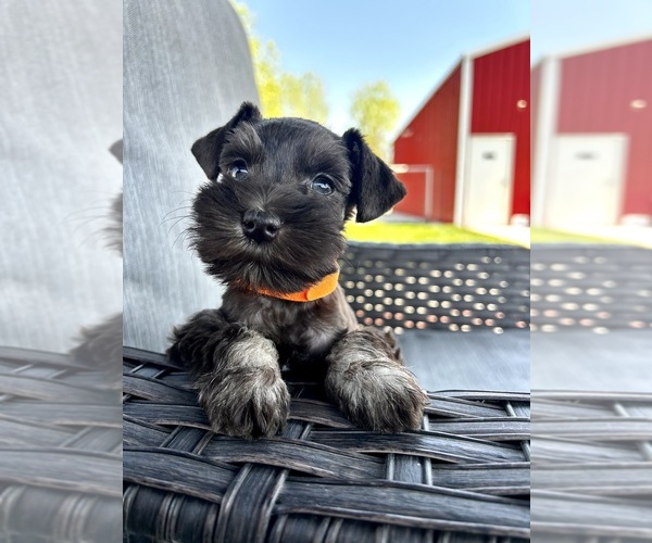 Medium Photo #6  Breeder Profile in GREELEY, CO, USA