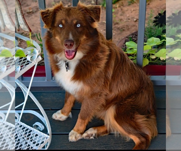 Medium Photo #1  Breeder Profile in MIDLAND, TX, USA