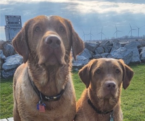 Medium Photo #52  Breeder Profile in BUFFALO, NY, USA