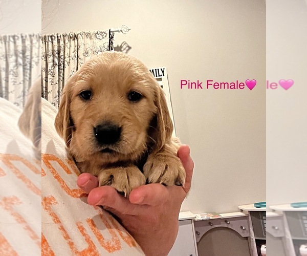 Medium Photo #36  Breeder Profile in SWEETWATER, TN, USA