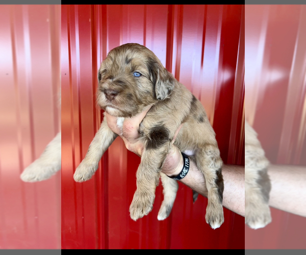 Medium Photo #1  Breeder Profile in ROCK HILL, SC, USA