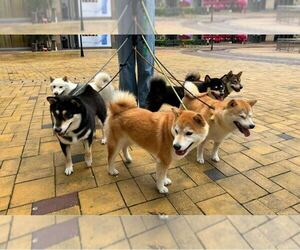 Shiba Inu Dog Breeder near CHINO HILLS, CA, USA